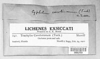 Image Associated With the Occurence